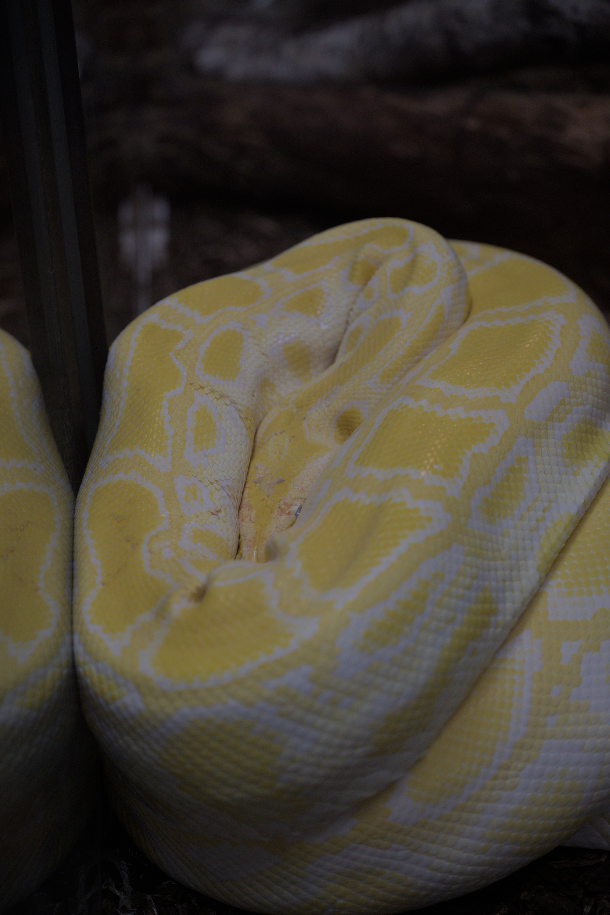 2025/10/12 - zoo/DSC_0196.jpg